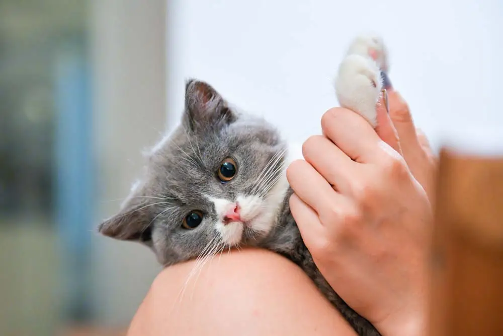 Perché il mio gatto non è amamica? Il nostro comportamento del gatto spiega