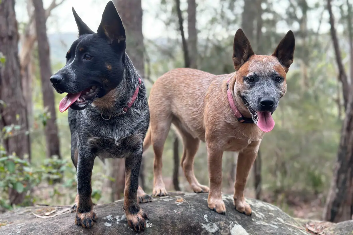 Maisie and Peach