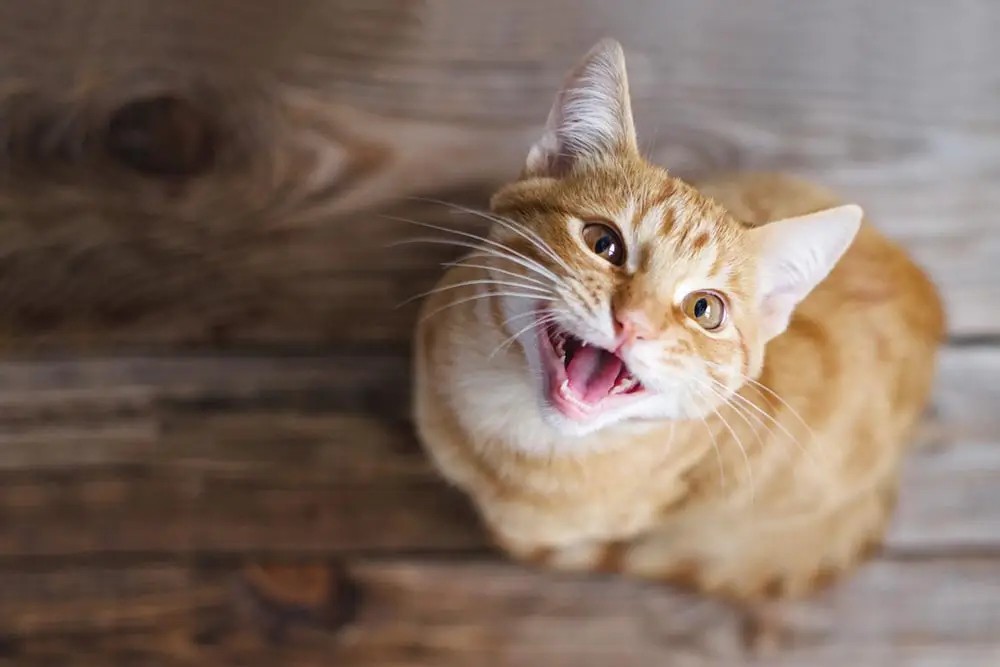 Non-stop meowing