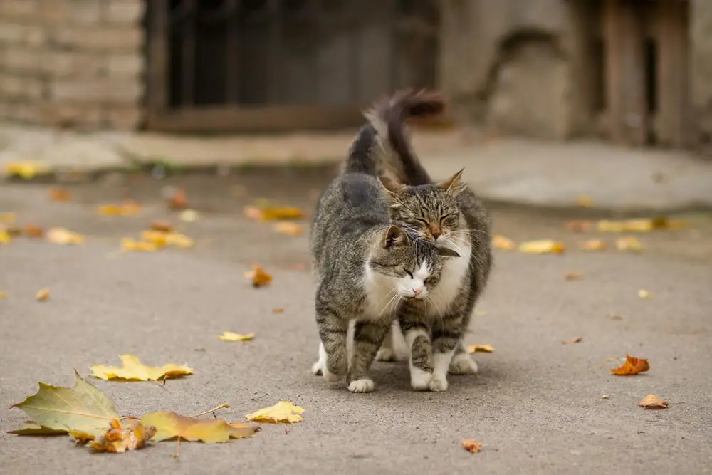 cats meow and rub