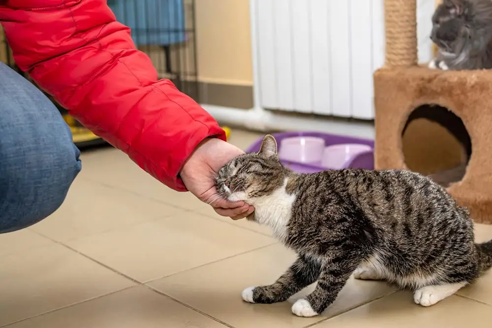 ¡Por qué gatos miau y frotar contra todo, incluido tú!