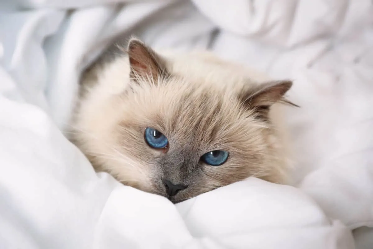 „Birman Cats“: išsamus vadovas