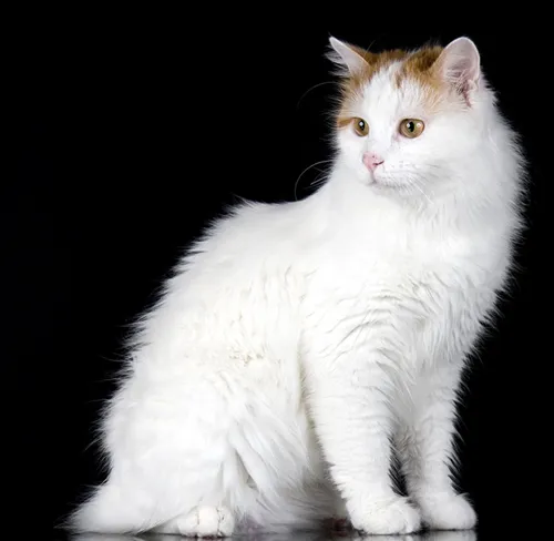 Türkische Van-Katzen – 5 faszinierende Fakten' title=