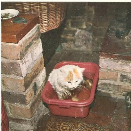 Türkische Van-Katzen – 5 faszinierende Dinge, die Sie wissen sollten' title=