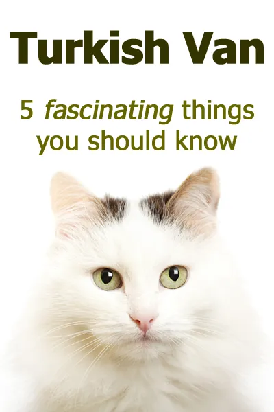 Türkische Van-Katzen: 5 faszinierende Dinge, die Sie wissen sollten' title=