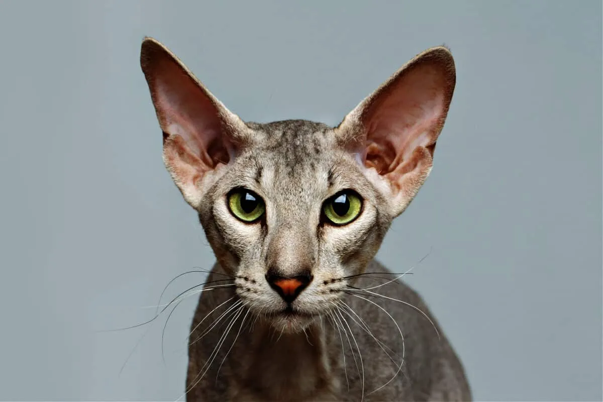 Oosterse kattenrasgids – Een gedetailleerd overzicht