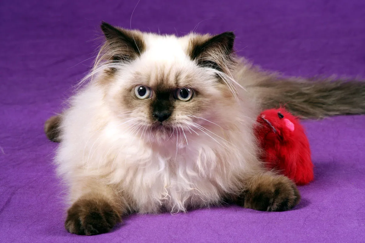 O seu gato é do Himalaia?' title=