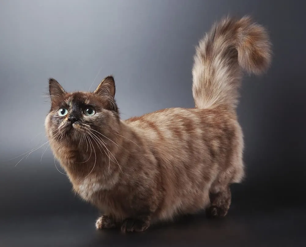 Munchkin Cats - komplexný pohľad na ich genetiku, vlastnosti a etickú debatu