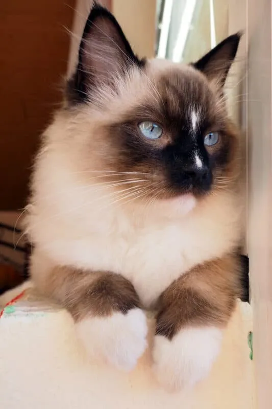 Gatos Ragdoll [Una mirada en profundidad]' title=