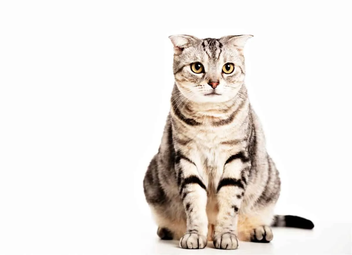 American Shorthair Cats: En detaljerad översikt över en älskad ras