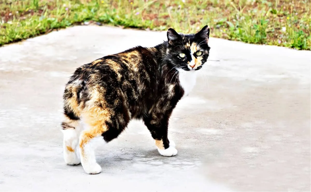 Mankso katės – ką reikia žinoti apie beuodegę katę' title=