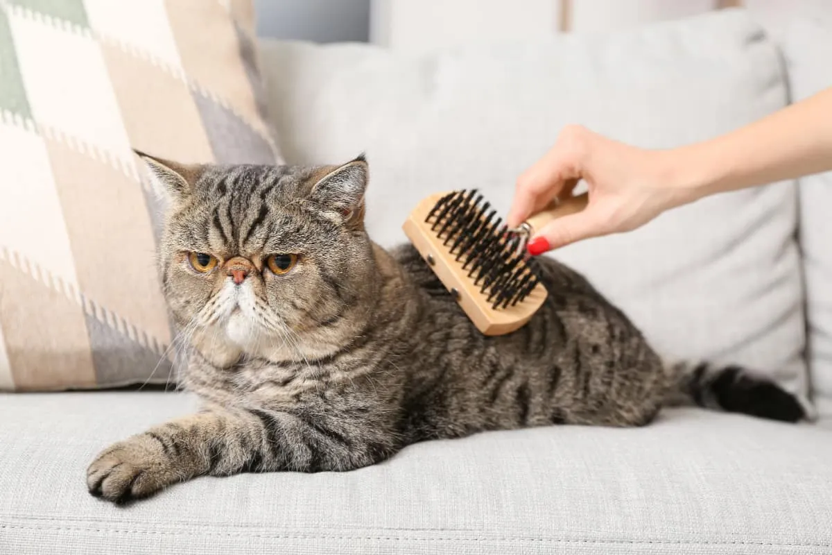 Børsting av eksotisk korthårkatt' title=