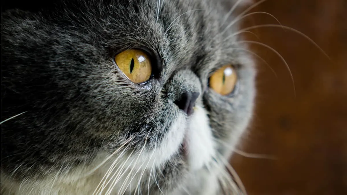 Fokusert ansikt av eksotisk korthårkatt' title=