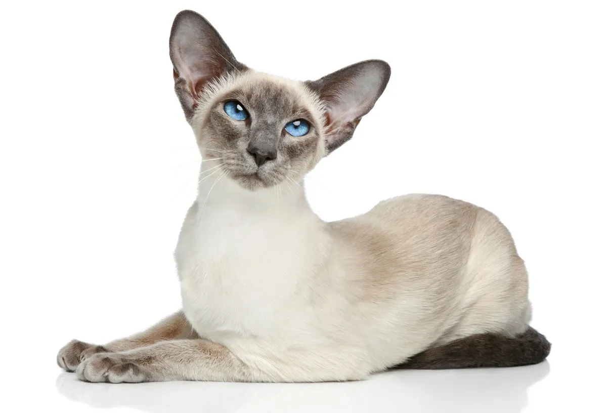 Каква порода е вашата котка? Ето как да разберете!