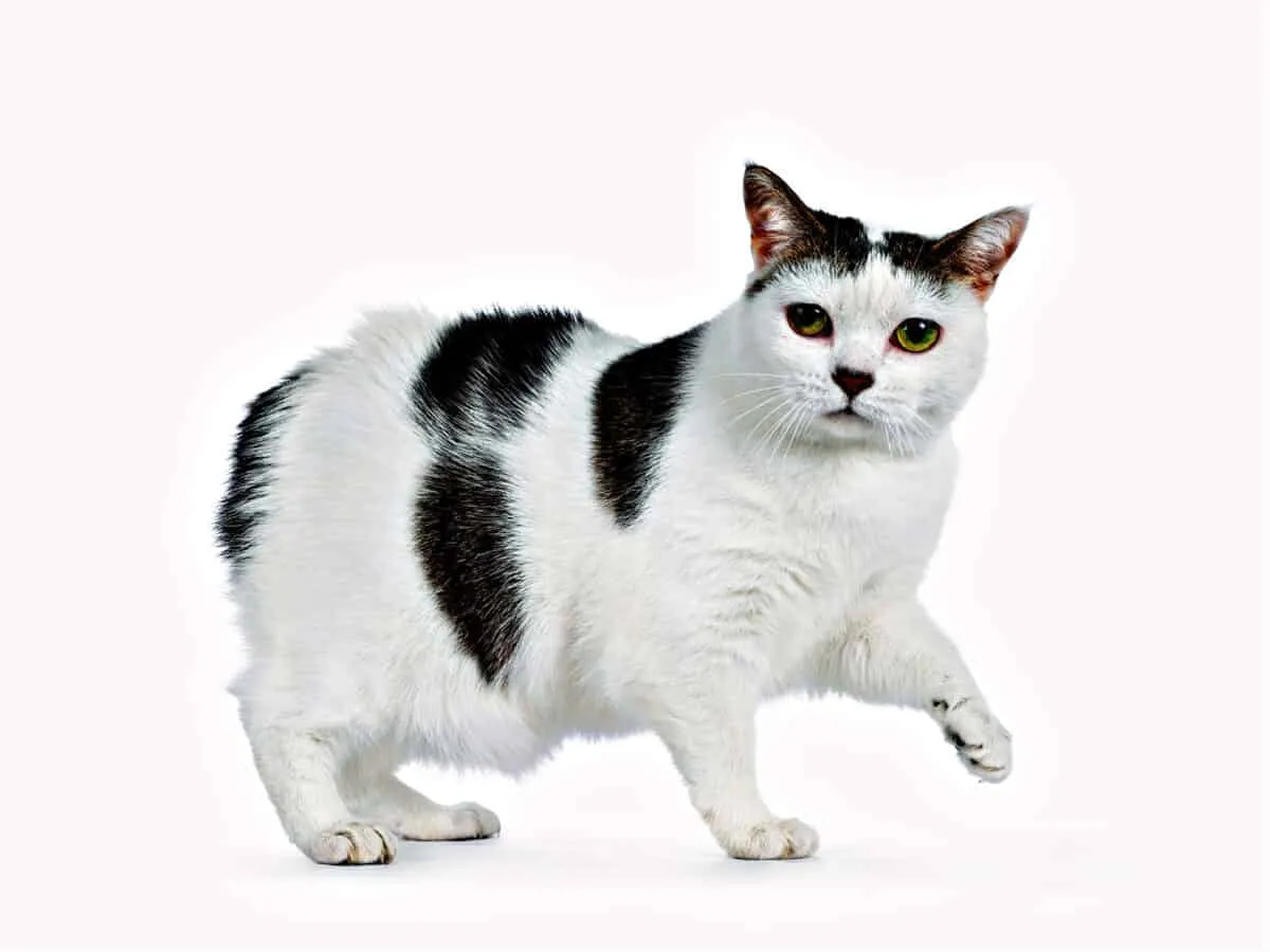 Pisicile Manx – Ce trebuie să știți despre pisica fără coadă' title=