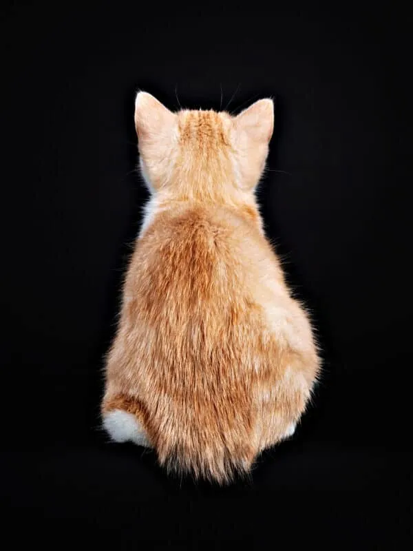 Pisicile Manx – Ce trebuie să știți despre pisica fără coadă' title=