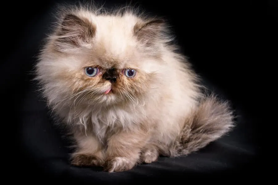 Himalayan katter [den allt-i-ett-guiden inklusive personlig erfarenhet]' title=