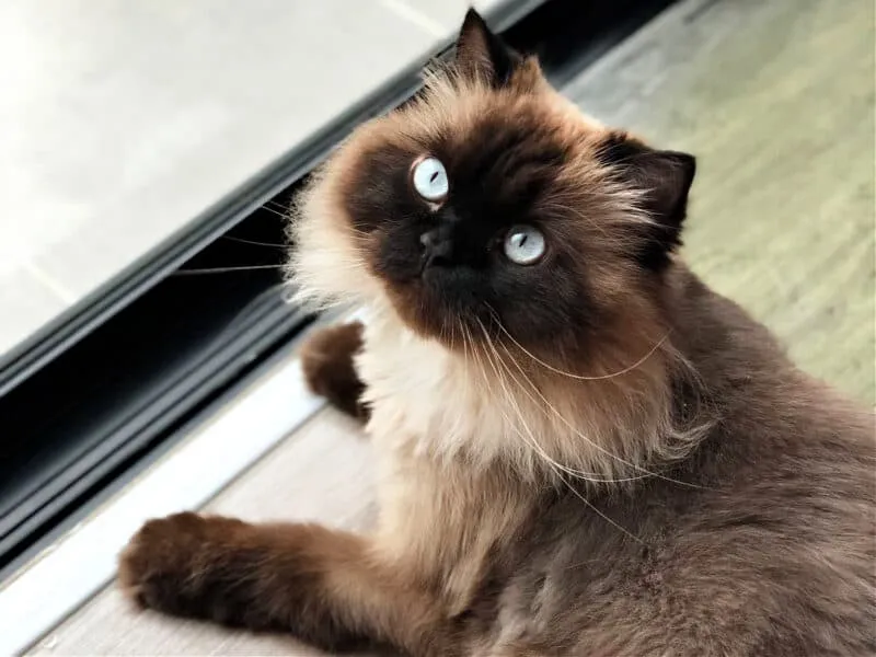 Himalayan katter [den allt-i-ett-guiden inklusive personlig erfarenhet]' title=