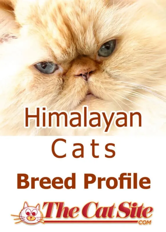 Himalayan katter [den allt-i-ett-guiden inklusive personlig erfarenhet]