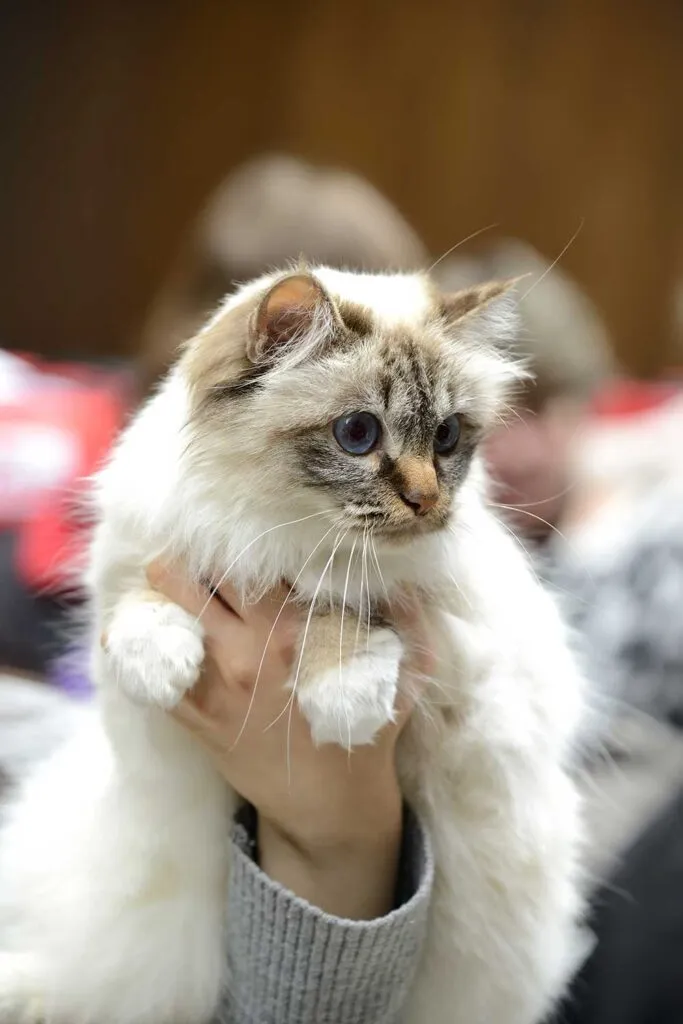 Avl katter - hva katteeiere trenger å vite