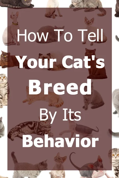 Kā atpazīt kaķa šķirni pēc tā uzvedības [ceļvedis]