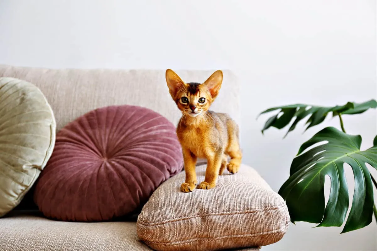 Abyssinian katter - En detaljerad guide