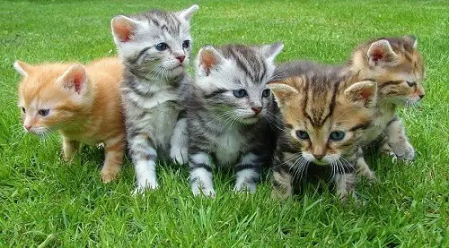 3 gatos são demais?