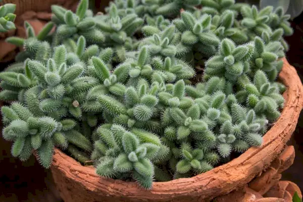 Delosperma Ekinatum