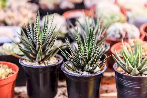 Haworthia