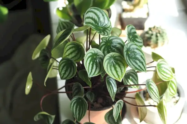 Peperomia arbuzowa