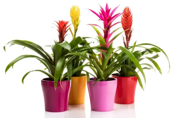 Bromeliad