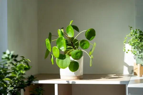 Planta monetária chinesa