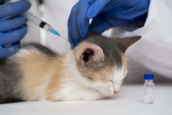 El veterinario le da una inyección al gato.