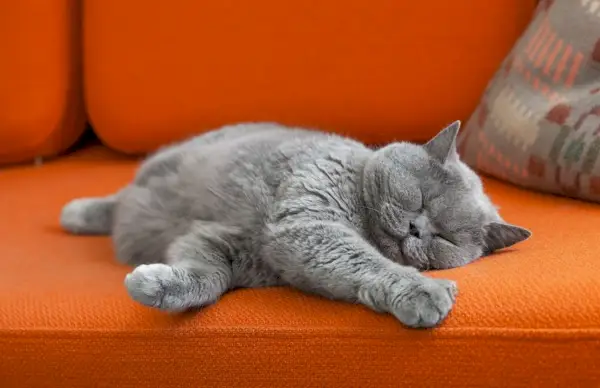 Gato gris de pelo corto durmiendo en el sofá