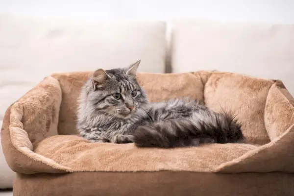 Lindo gato está acostado en su cama para gatos