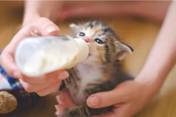 Kattunge dricker mjölk från en flaska