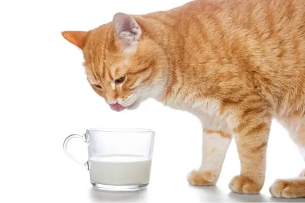 Kunnen katten melk drinken?