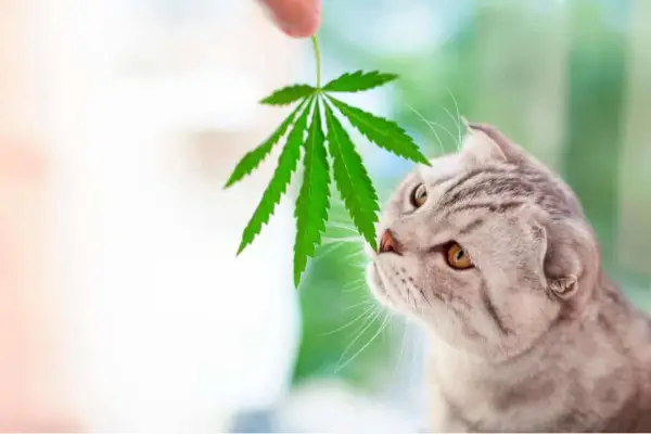 Óleo CBD para gatos: o que é e como usá-lo