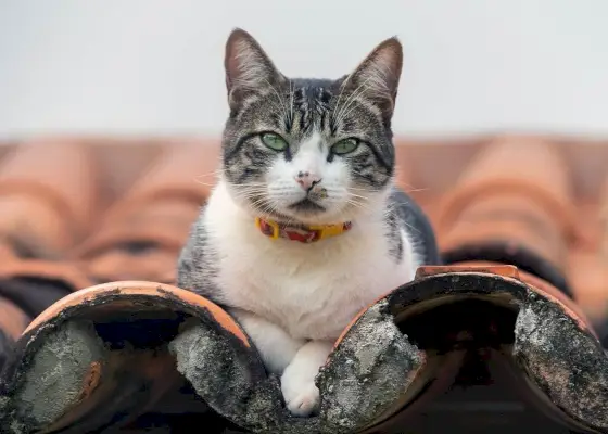 Feiten over katers: Een gestreepte kater zat op een dak en keek waakzaam naar de omgeving.