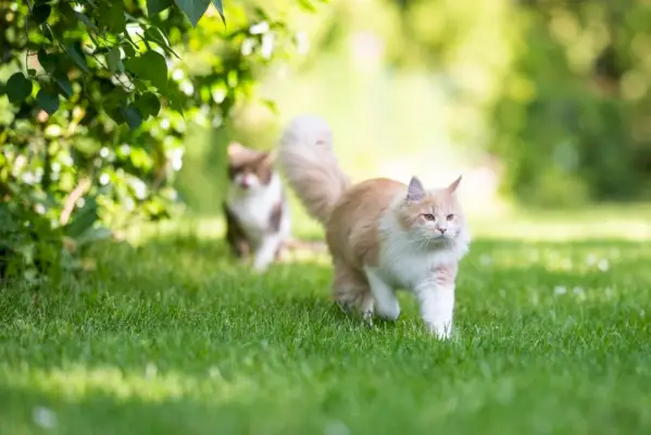 オス猫についての豆知識: ふわふわの尻尾を持つメインクーン猫が、堂々とした独特の姿を見せながら歩き去ります。