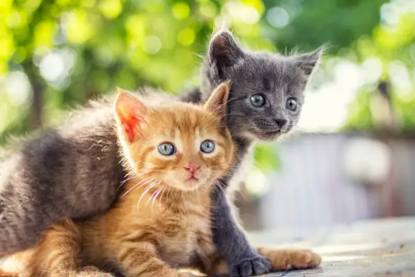 Feiten over katers: twee schattige kittens die speels met elkaar omgaan en hun jeugdige energie en schattigheid laten zien