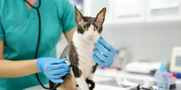 Veterinář zkoumá kočku Cornish Rex stetoskopem