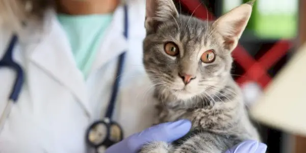 Kvinnlig veterinär i labbrock och stetoskop som håller en grå tabby katt i förgrunden.