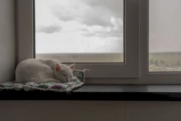 Un pequeño gato blanco duerme tranquilamente