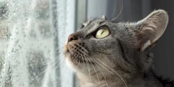 El gat tabby d'interior assegut a la finestra es sorprèn per la tempesta i la pluja