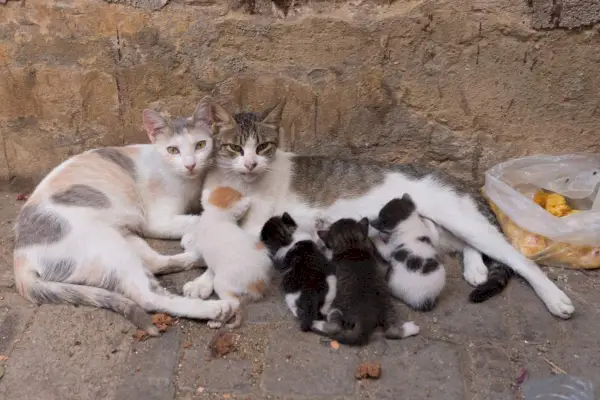 gatos de rua