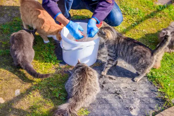 het voeren van zwerfkatten