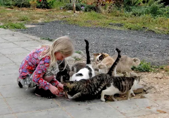 meisje dat zwerfkatten voedt