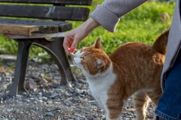 Жена храни бездомна котка