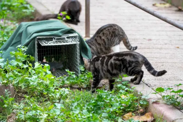 zwerfkatten die naar een voedselval gaan